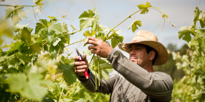 Sun Protection for Vineyard Workers with Astaxanthin Supporting Skin Health in the Winery Fields